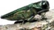 Adult, from the side