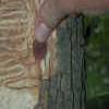 EAB larva and patterns on the wood, compared with a penny for size