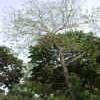 Declining ash tree crown resulting from an emerald ash borer infestation
