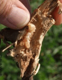 Citrus Long-horned Beetle larva in the root