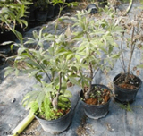 Citrus Long-horned Beetle signs of dying and dead growth