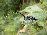 Longicorne des agrumes