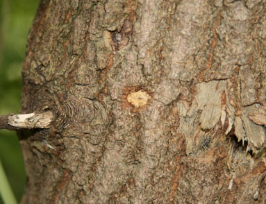 Encoche de ponte d'Anoplophora glabripennis sur un érable à Giguère, Acer negundo.