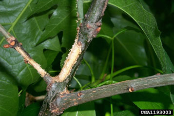 Nutrition de maturation par des adultes d'Anoplophora glabripennis sur des rameaux.