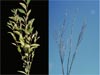 Witches broom symptoms on apple trees infected with Candidatus Phytoplasma mali