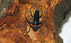 Aromia bungii femelle