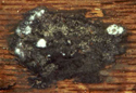 Figure 2: Flétrissement du chêne