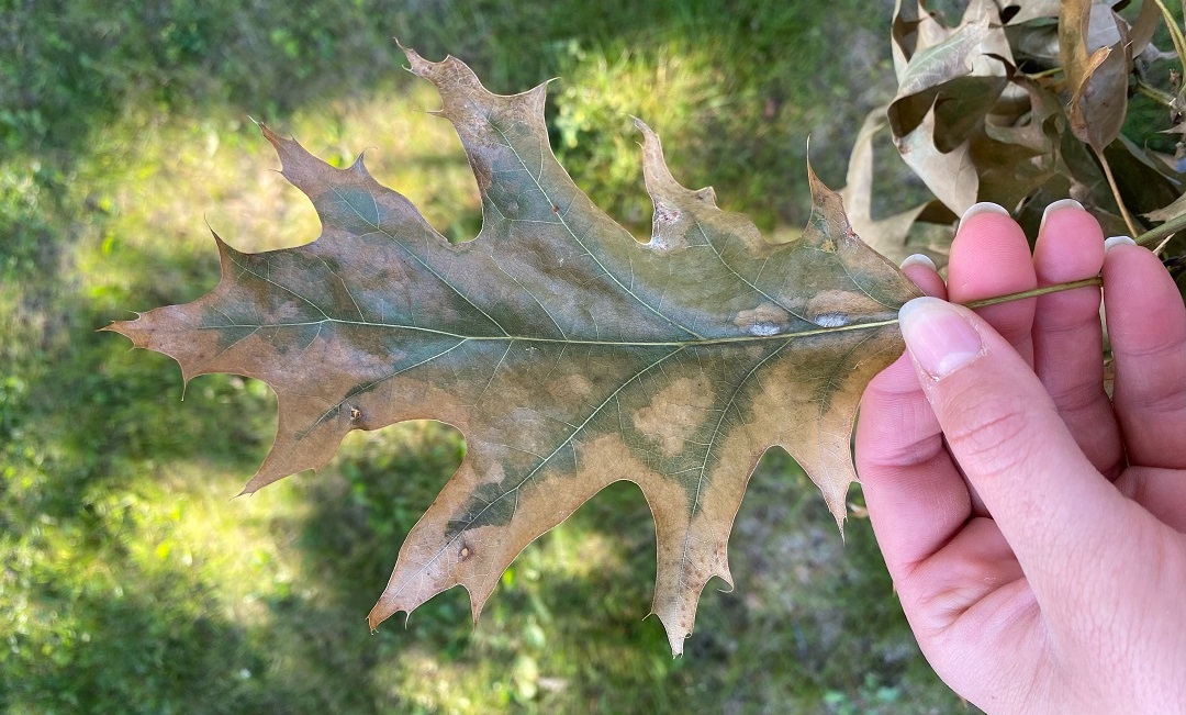 Dull green, brown or yellow leaves