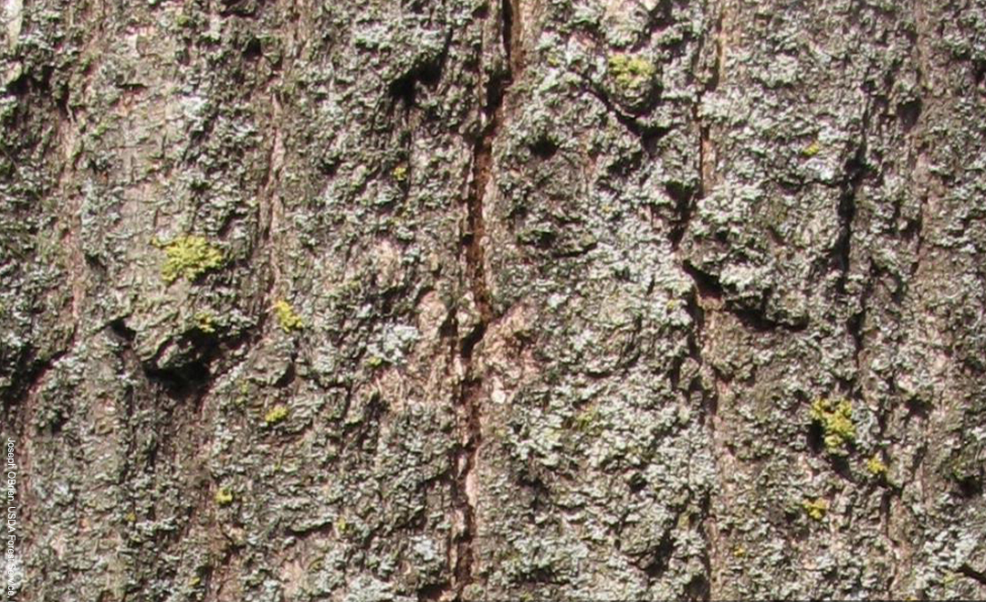Cracks in the trunk