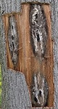 White, grey or black fungus