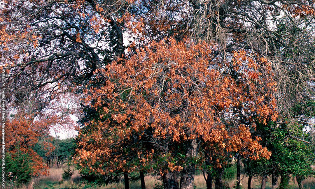 Early and sudden leaf drop