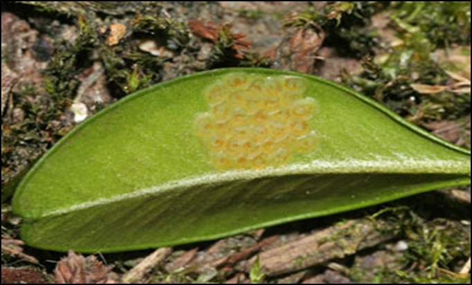 Figure 3. Oeufs du Cydalima perspectalis
