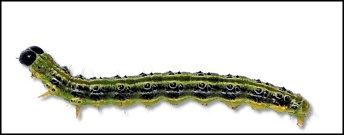 Figure 4. Chenille du Cydalima perspectalis