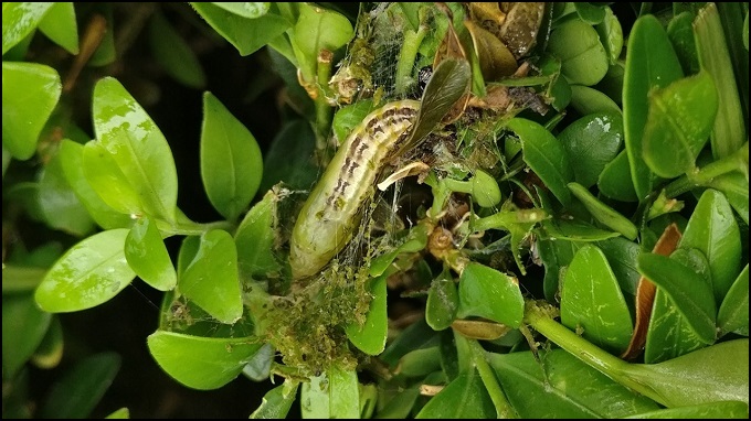 Figure 5. Chrysalide du Cydalima perspectalis