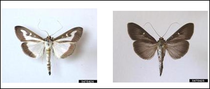 Figure 6. Adultes du Cydalima perspectalis (à gauche la variante commune et à droite la variante « mélanique »)