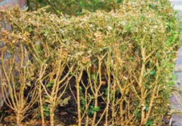 Buis présentant des signes d'infestation par la pyrale du buis