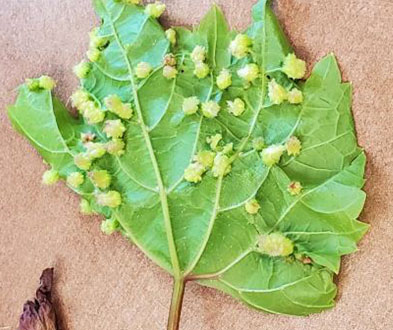 Galles foliaires typiques induites par le phylloxéra sur la face inférieure d'une feuille de vigne