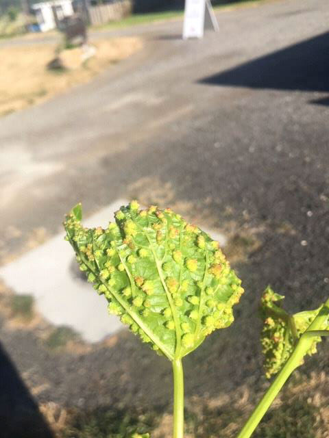 Typical phylloxera-induced leaf galls on the underside of a grape leaf