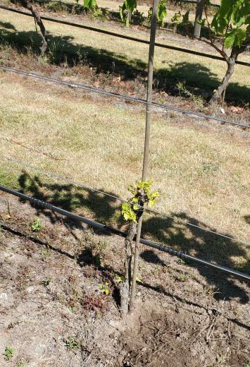 Grapevine showing stunted growth due to phylloxera