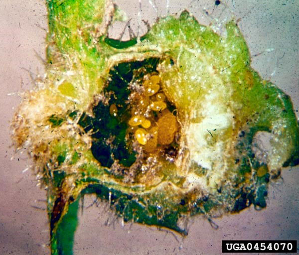 Cross section of grapevine leaf gall caused by phylloxera