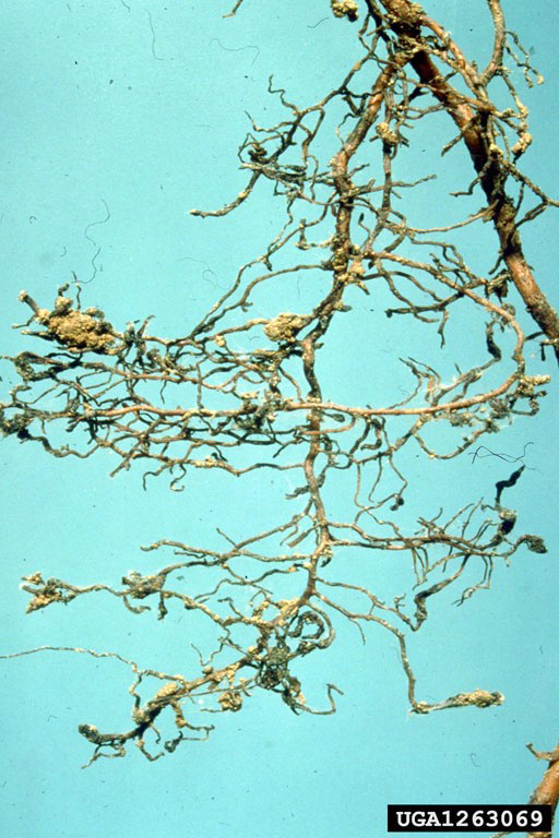 Root galls on grapevine roots