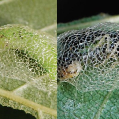 Cocons d'Aproceros leucopoda