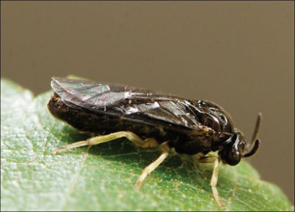 Figure 5