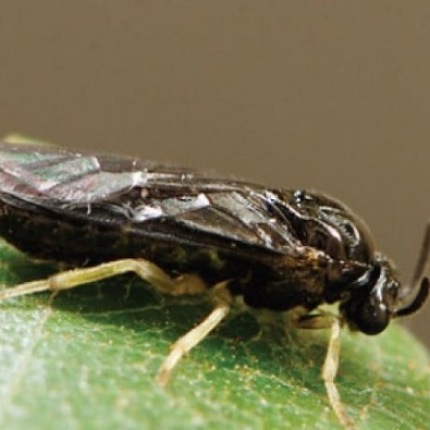 An adult elm zigzag sawfly