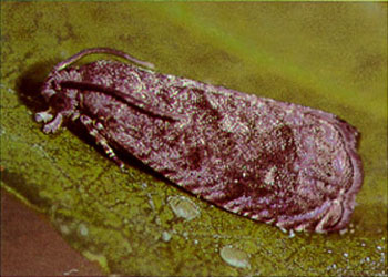 Adult