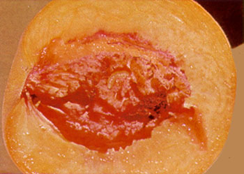 larva