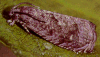 Oriental Fruit Moth