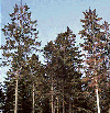 le roussissement des parties supérieures des arbres atteints - Forestry Commission of Great Britain