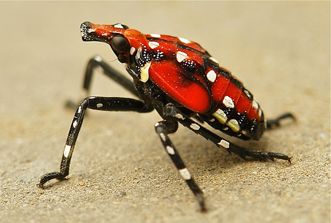 Late-stage nymph spotted lanternfly