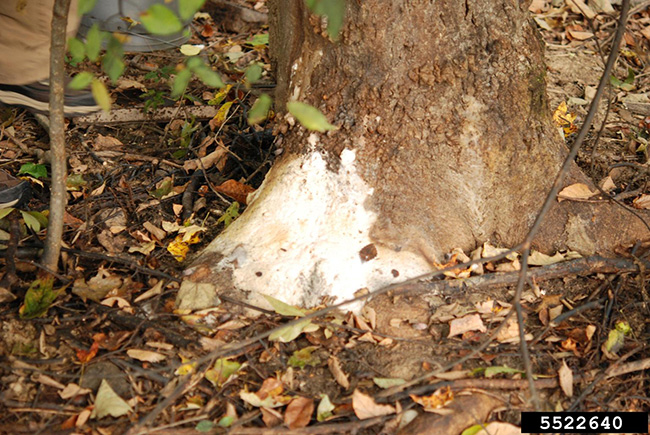 Mould patch caused by spotted lanternfly