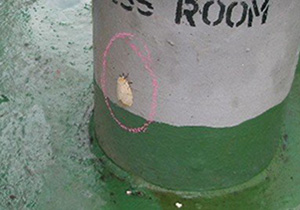 spongieuse asiatique adulte, description ci-dessus