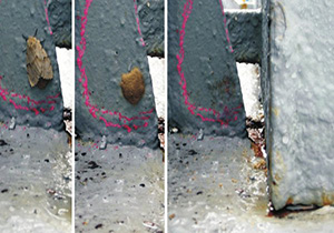 egg mass, description follows