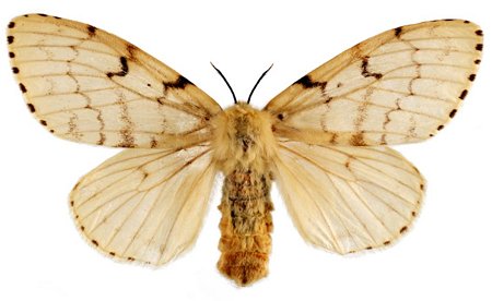FSMC adult