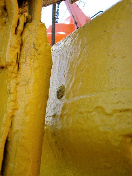 Painting over egg masses
