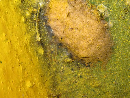 Painting over egg masses does not kill them