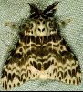 mâle - United States Department of Agriculture Forest Service