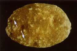 Déformations et galles à la surface d'une pomme de terre.