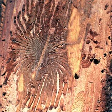 Gallery of European elm bark beetle
