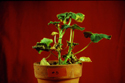 Stades précoces de l'infection d'un pélargonium par Xanthomonas campestris pv. pelargonii.