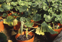 Pélargonium, stades précoces de l'infection par Xanthomonas campestris pv. pelargonii.