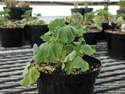Pélargonium, stades précoces de l'infection par R. solanacearum.