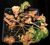Étapes avancées d'une infection par Ralstonia solanacearum chez un pélargonium. - Doctor S.G.P. Nameth, Department of Plant Pathology, Ohio State University