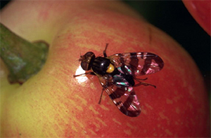 Femelle adulte sur une cerise