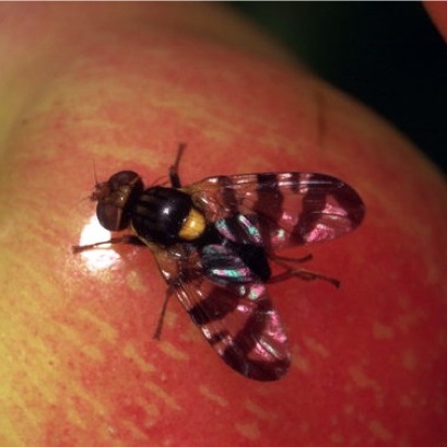 Photo 1. Femelle adulte sur une cerise.