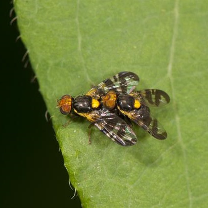 Photo 2. Adultes de Rhagoletis cerasi