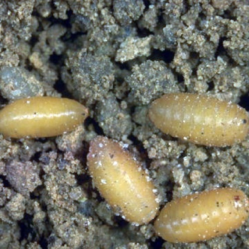 Photo 3. Pupes de Rhagoletis cerasi